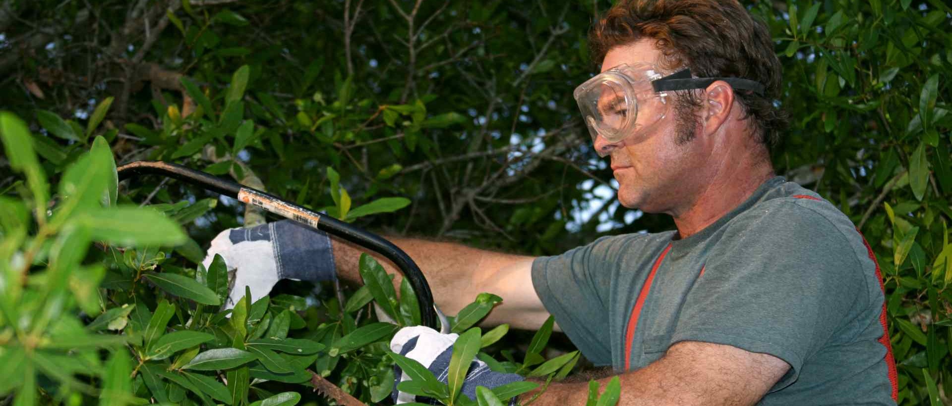 garden clearance W12